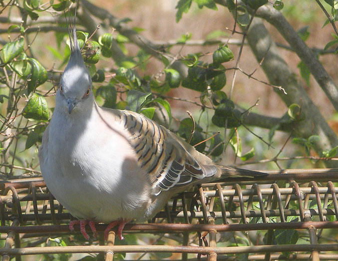 pidgeon 2.jpg - OLYMPUS DIGITAL CAMERA         